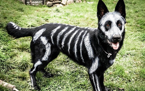 собака-скелет