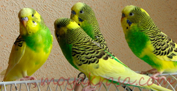 зеленые волнистые попугаи