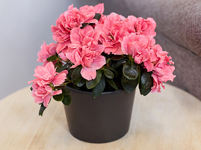 розовая азалия