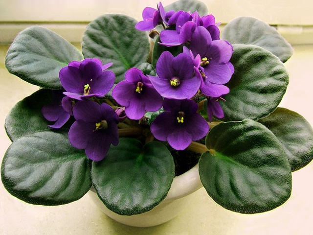 красивая фиалка