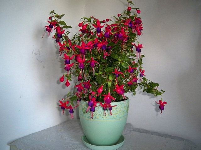 яркая фуксия