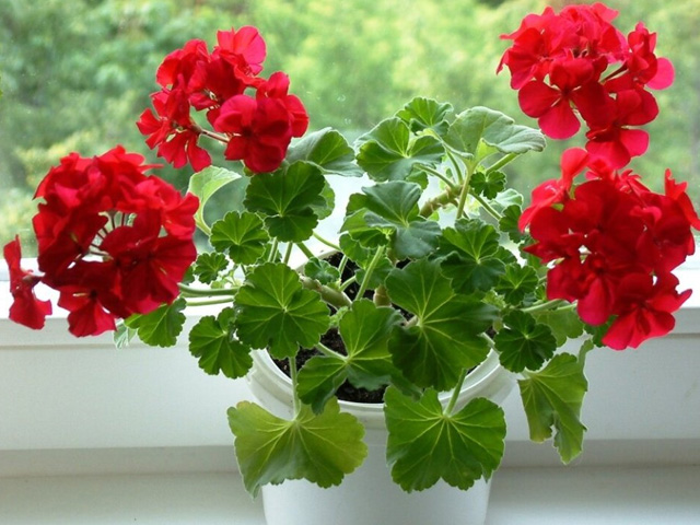 герань красного цвета