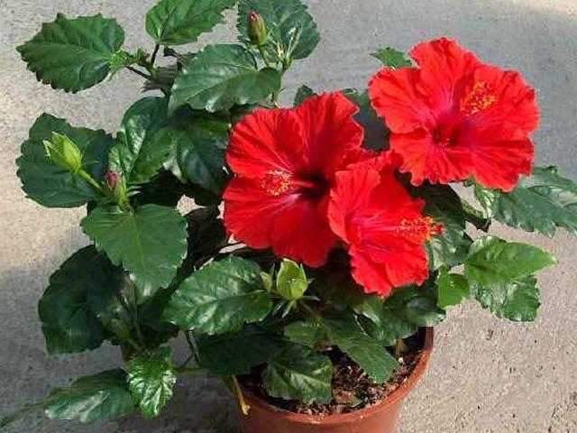 китайская роза в горшке