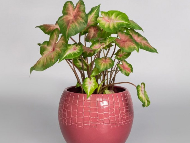 Каладиум в горшке