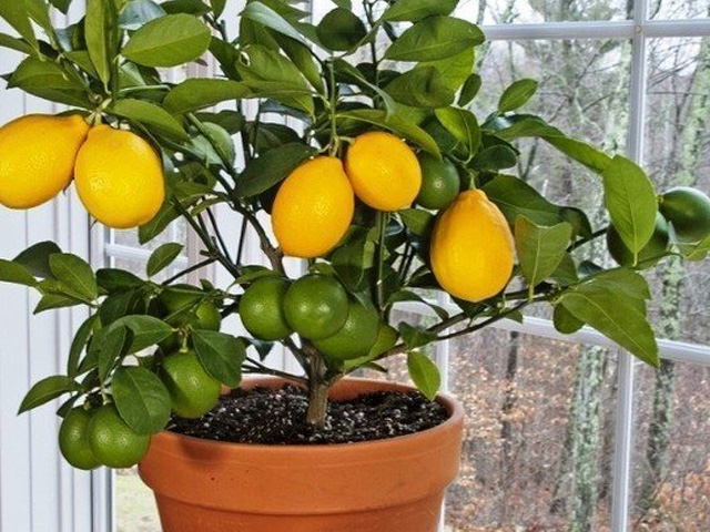 лимонное дерево