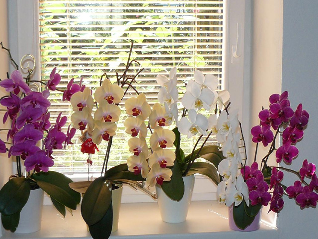 красивые орхидеи на подоконнике