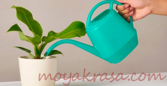 полив комнатных растений