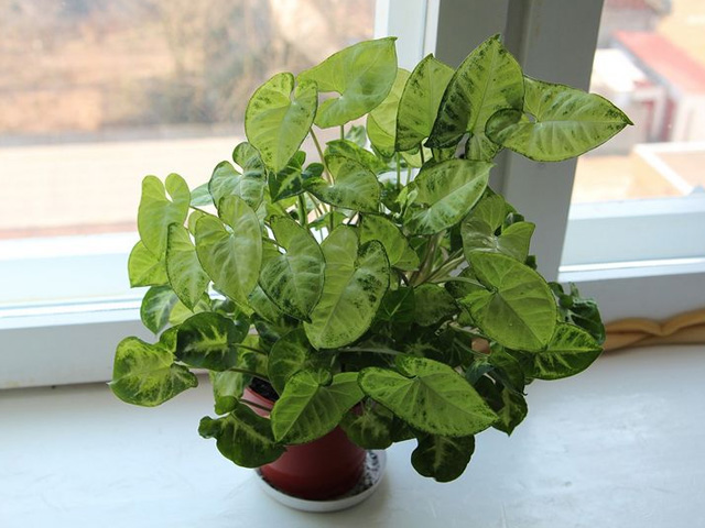 сингониум на подоконнике