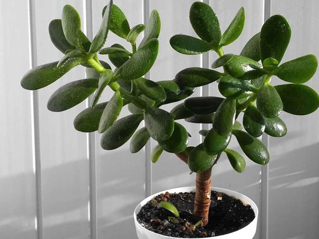 Денежное дерево