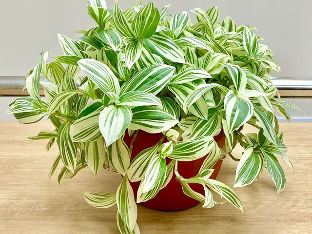 традесканция